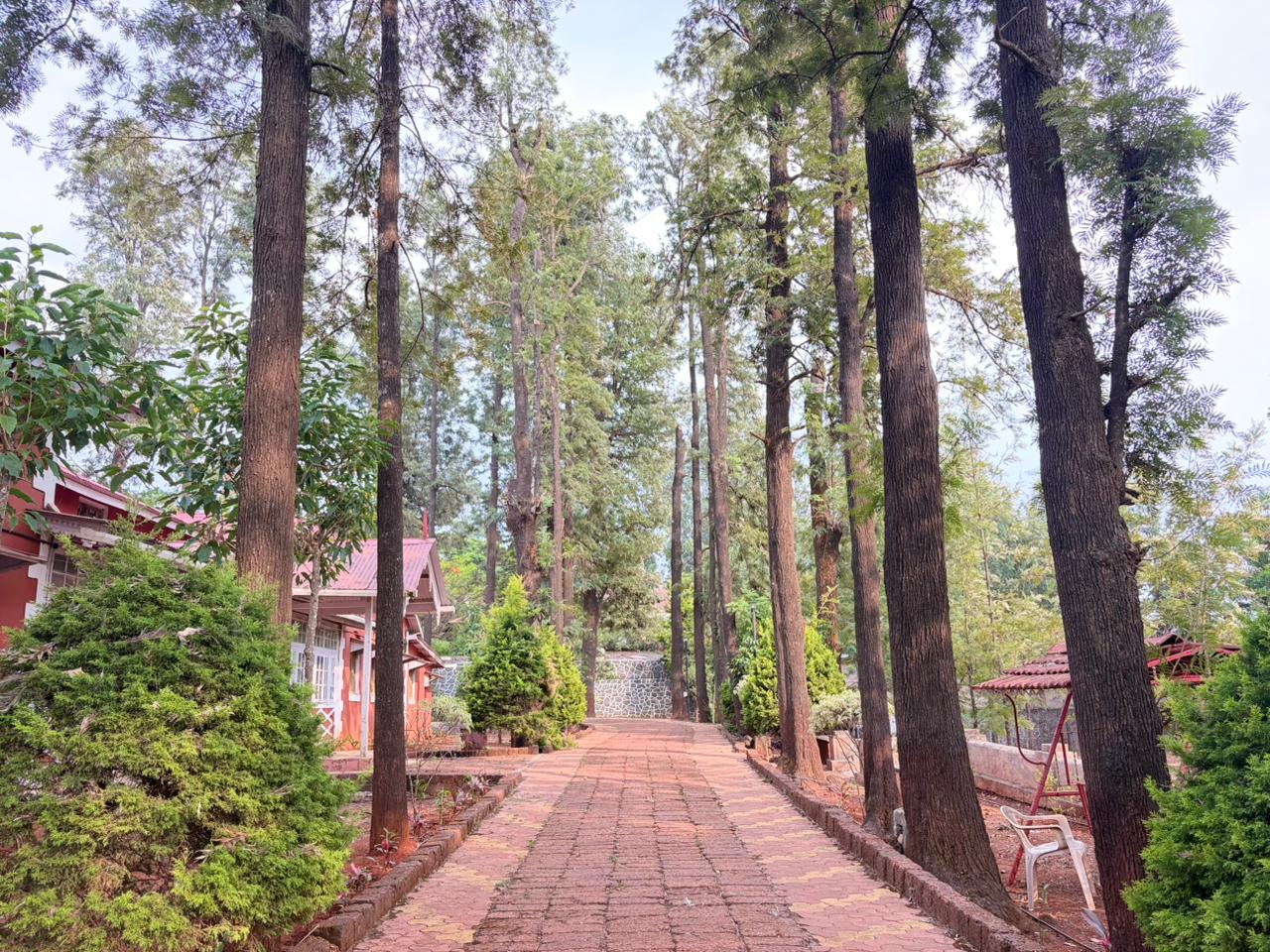 Tall trees and forest pathway