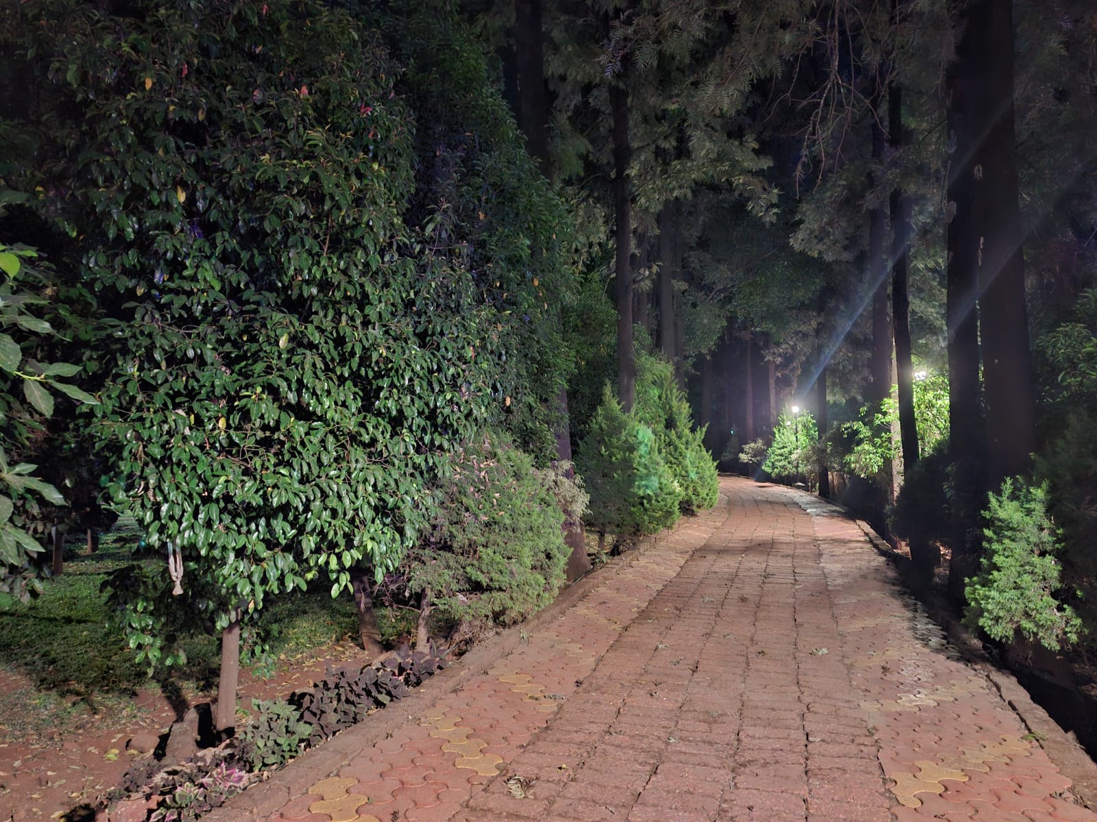 Night pathway with lights